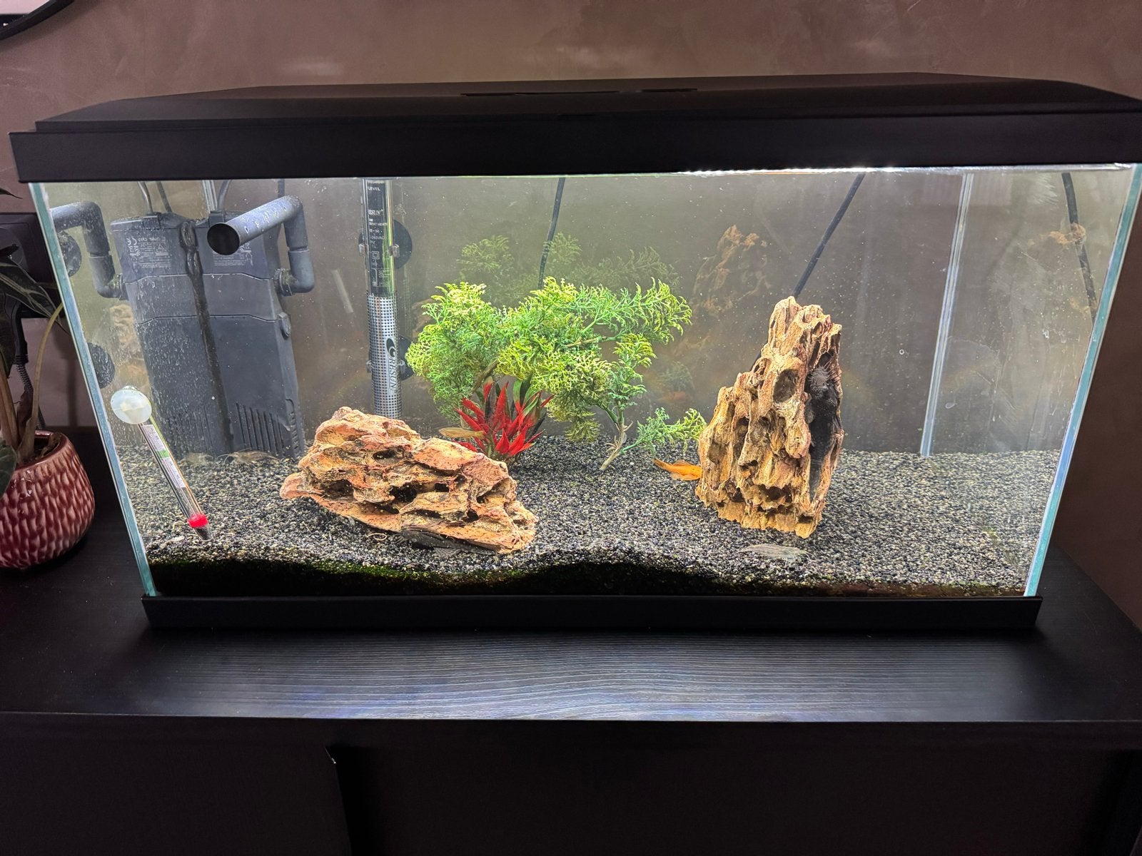 Aquarium 60 liter, Kreeft, Krab of Garnaal, Zoetwatervis