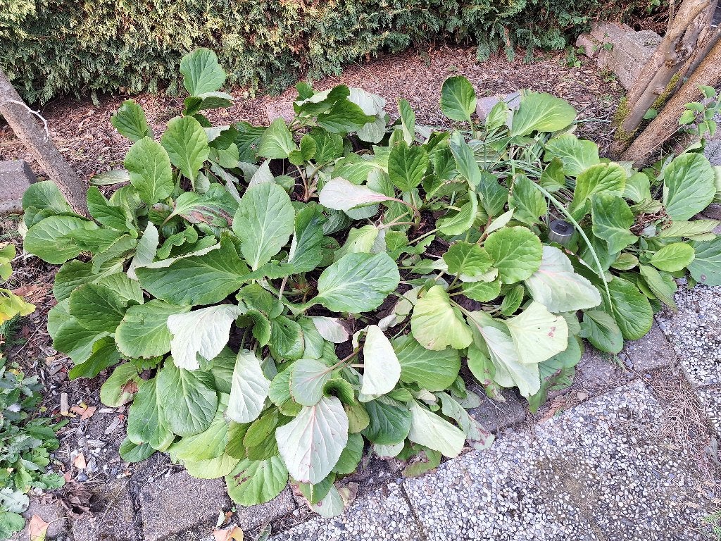 schoenlappers planten, Tuin en Terras, Planten | Tuinplanten, Vaste plant, Halfschaduw, Lente, Ophalen