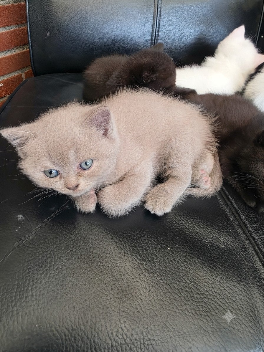 100% britse korthaar kittens (1 Odd eyed ) 7 weken mogen mee, Meerdere dieren, Ontwormd