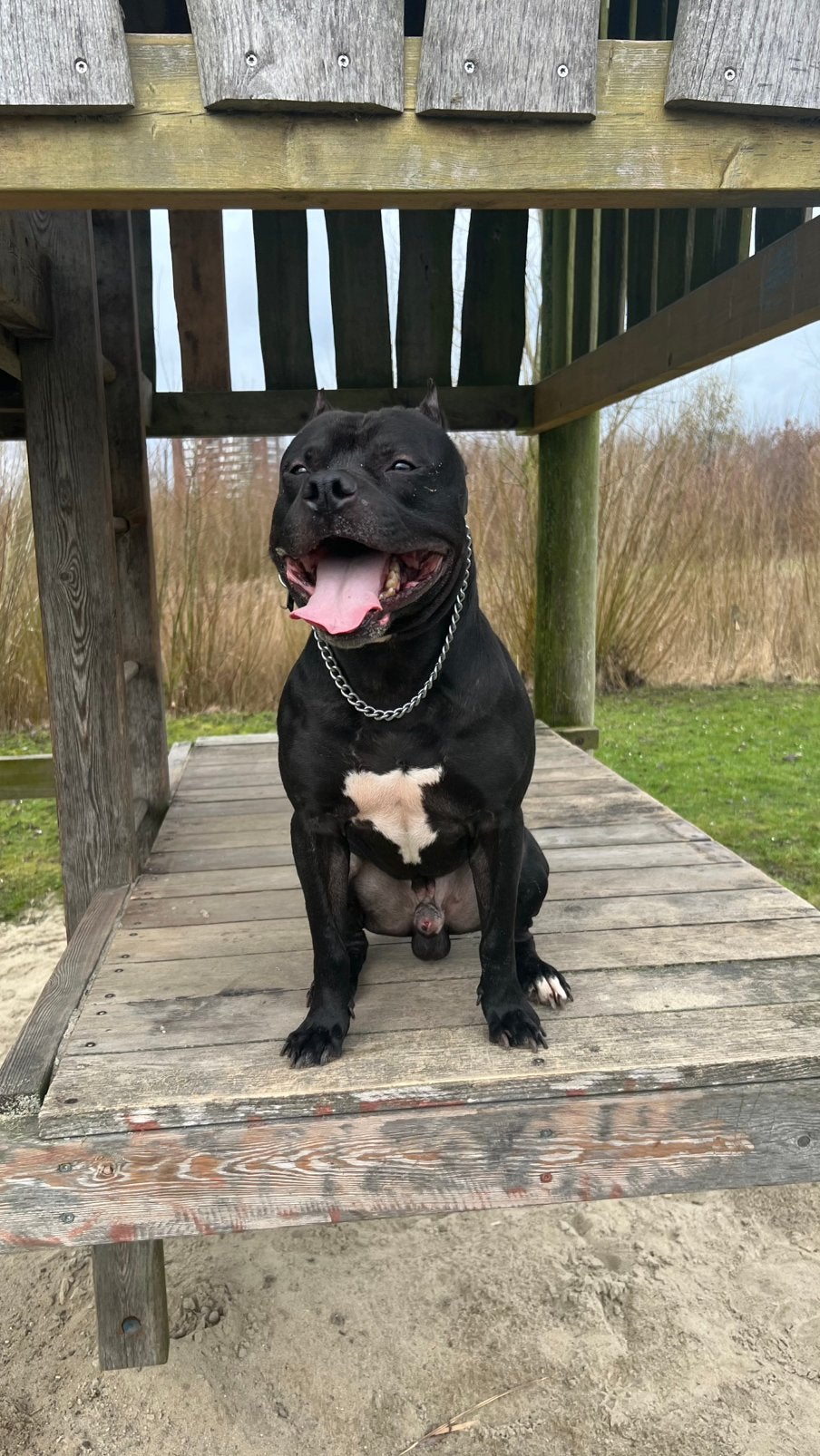 Pitbull/american bully, Dieren en Toebehoren, Honden | Bulldogs, Pinschers en Molossers, Particulier, Buitenland, Eén hond, 3 tot 5 jaar