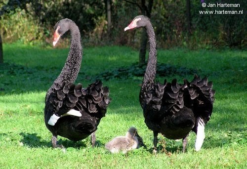 Zwarte zwanen | Jonge zwanen | Bijzondere dieren, Dieren en Toebehoren, Pluimvee, Meerdere dieren, Gans of Zwaan