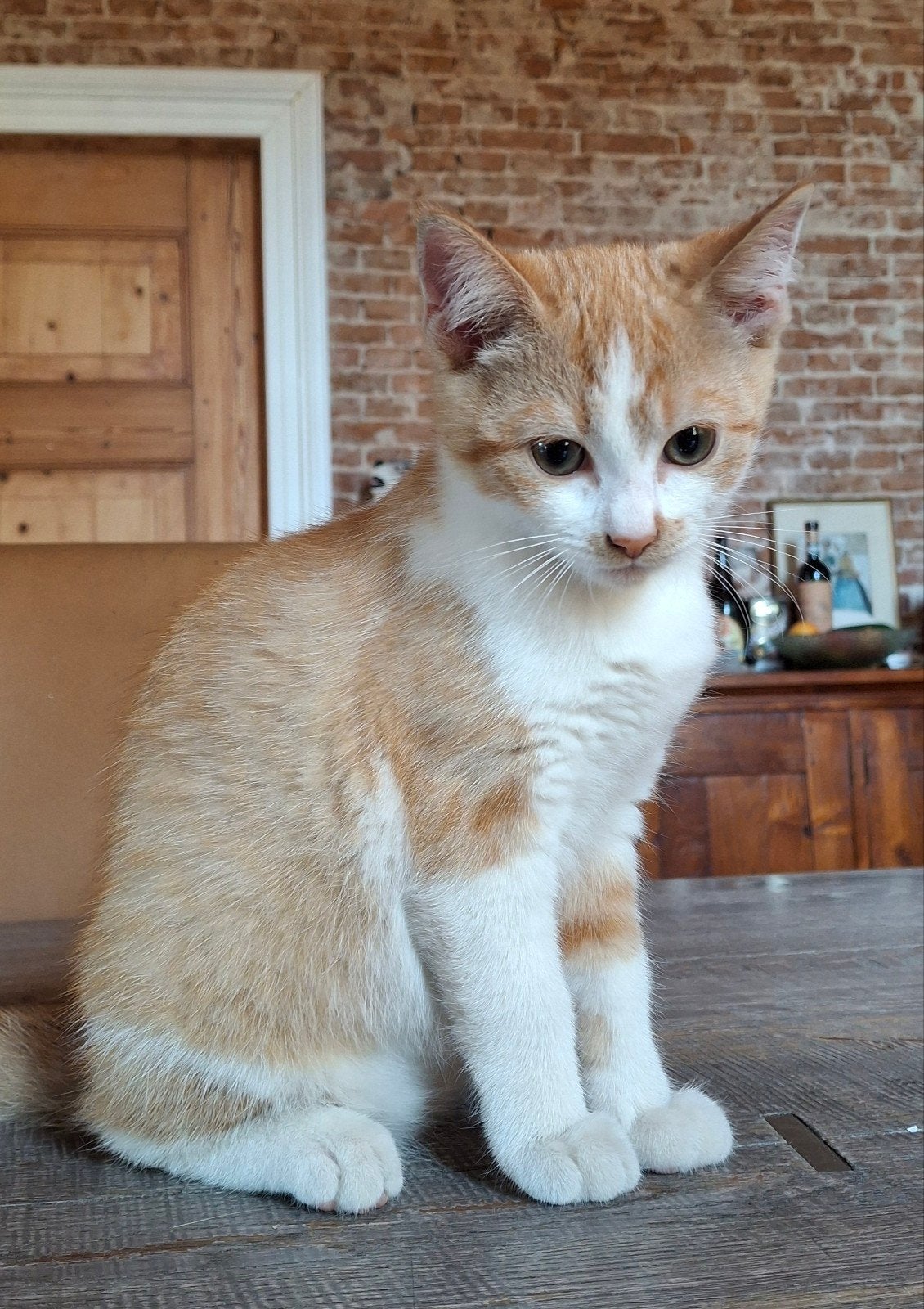 kitten poesje rood-wit, Dieren en Toebehoren, Poes, Kortharig, 0 tot 2 jaar