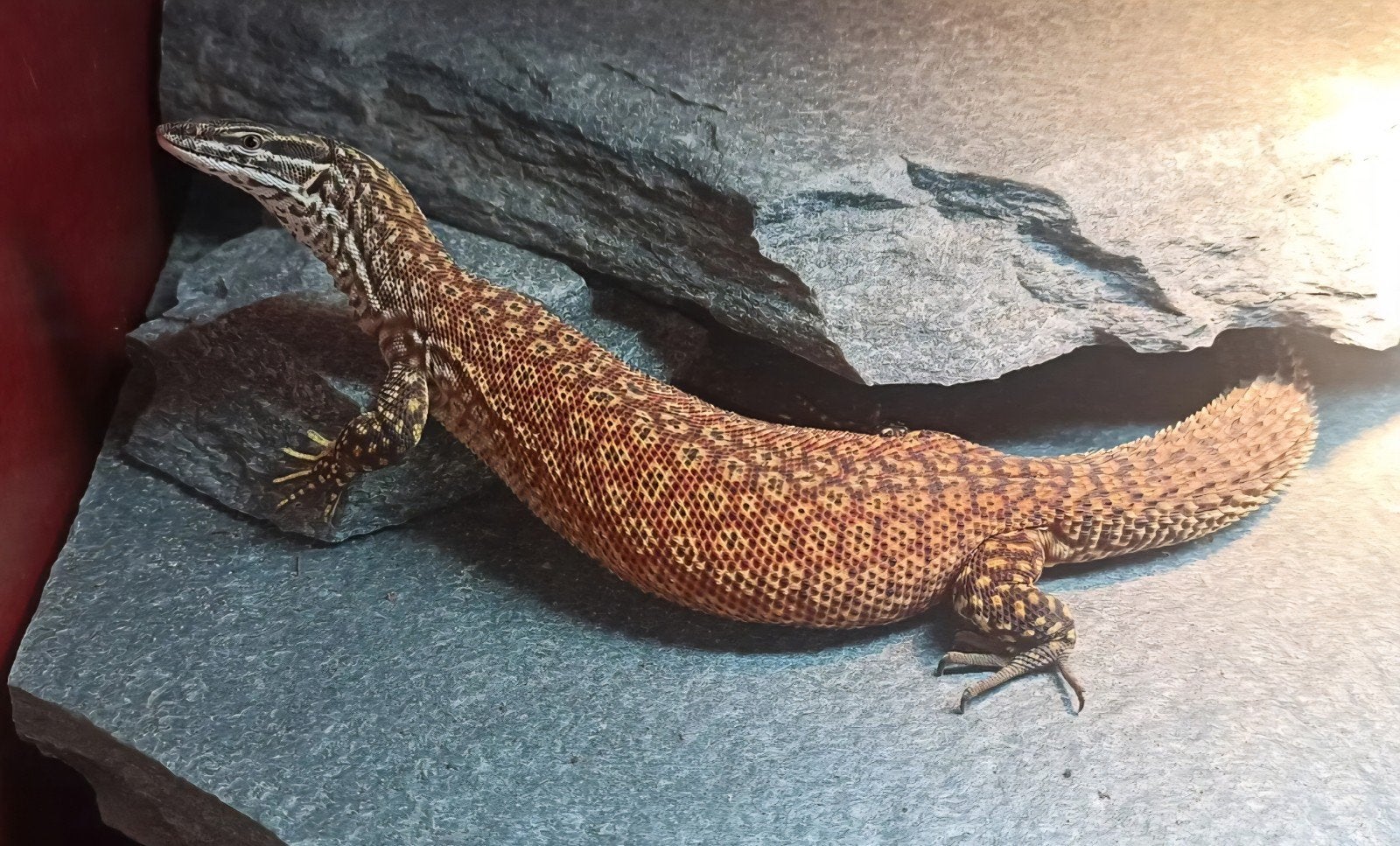 Varanus Acanthurus nk 2026 Monitor Lizard photo 6