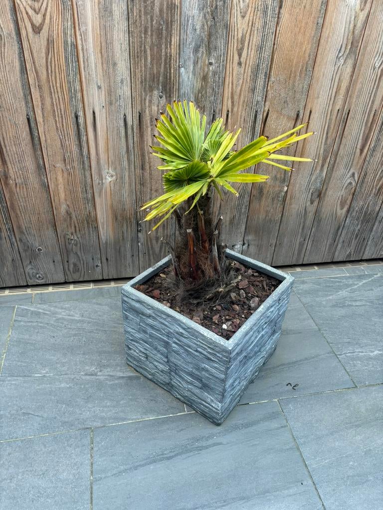 Te koop palm in bloembak, Ophalen of Verzenden
