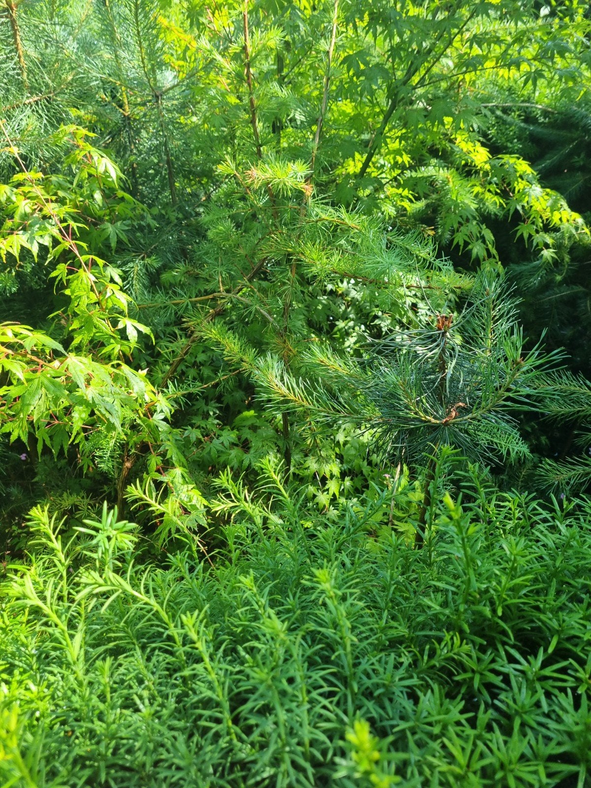 Diverse Dennenbomen - Kom Kijken en Kies Uw Favoriet!, Tuin en Terras, Volle zon, Bloeit niet, 100 tot 250 cm, Overige soorten