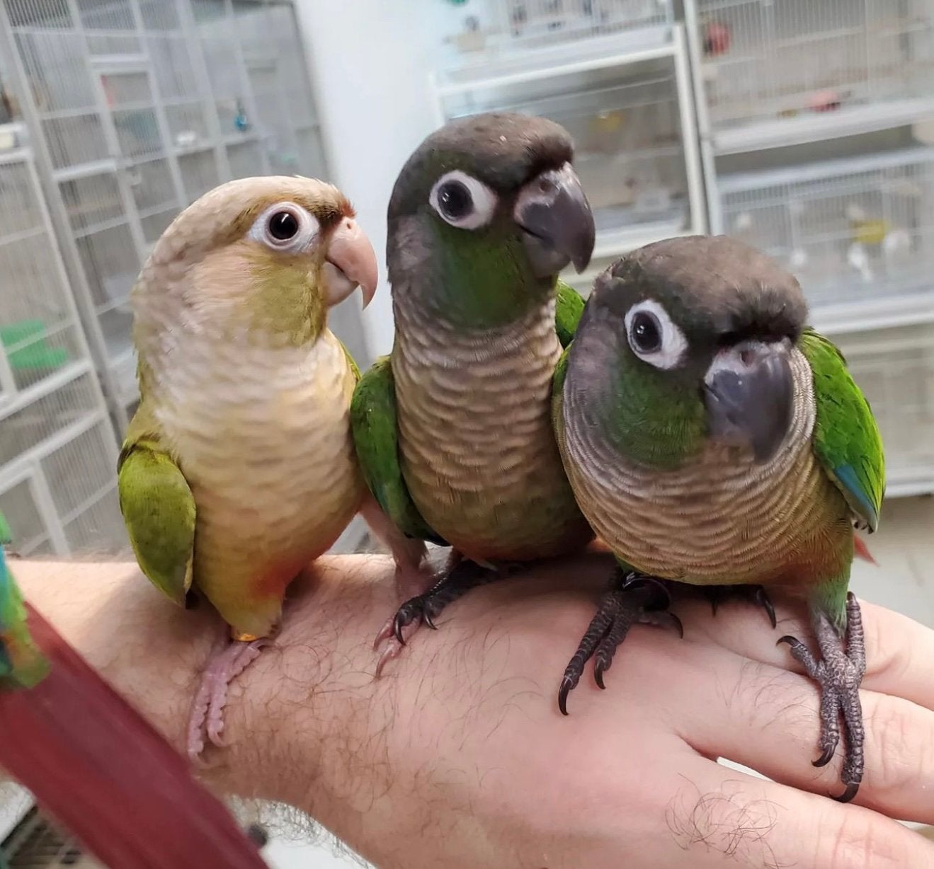 jonge pyrrhuras in diverse kleuren, Dieren en Toebehoren, Meerdere dieren, Papegaai, Pratend
