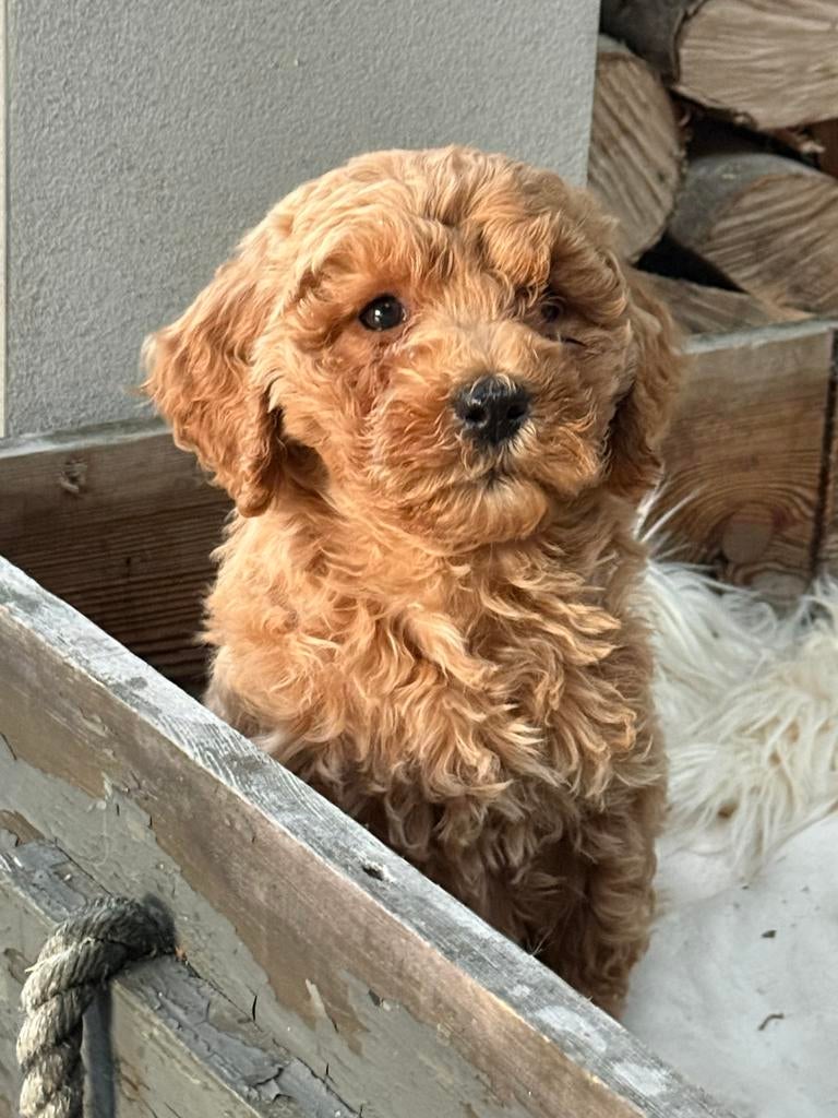 Labradoodle, Parvo, Nederland, Overige rassen, 8 tot 15 weken