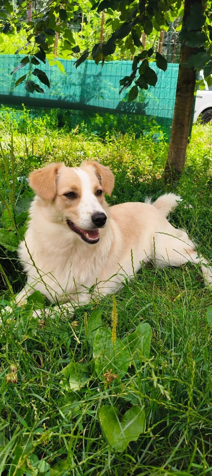 Nell is ter adoptie!, Handelaar, Buitenland, Teef, Eén hond
