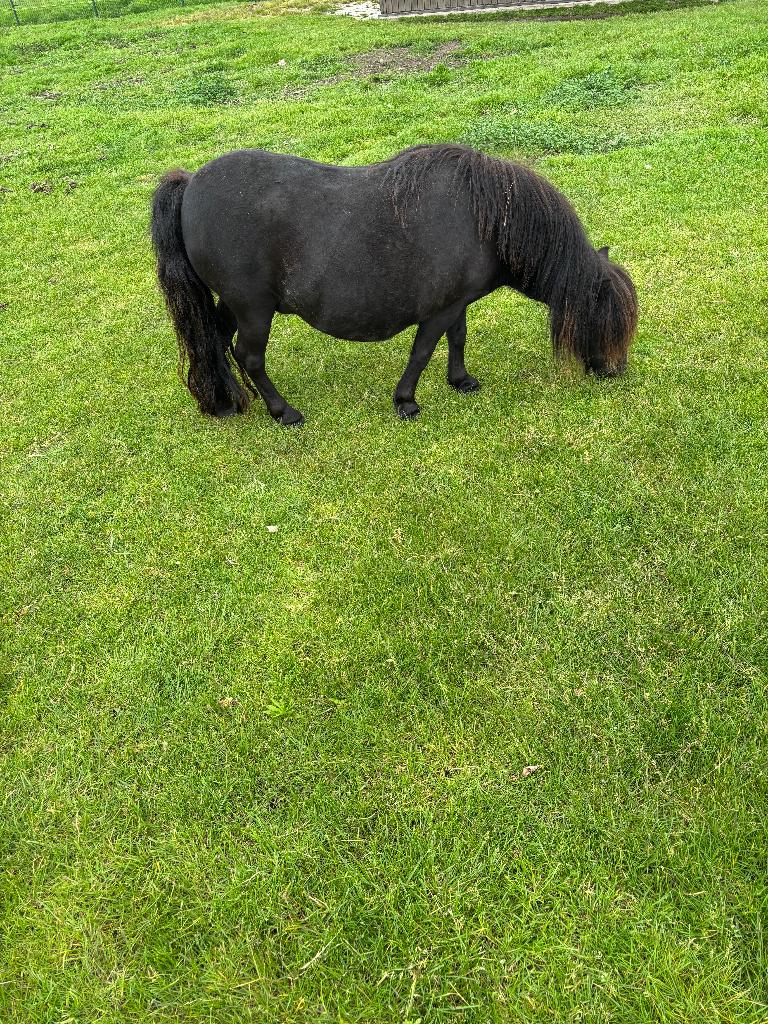 MINI PONY ZWART 82 CM  ZIE TEKST NIEUW 29-05, Dieren en Toebehoren, Pony's, Merrie, A pony (tot 1.17m), Met stamboom, 7 tot 10 jaar