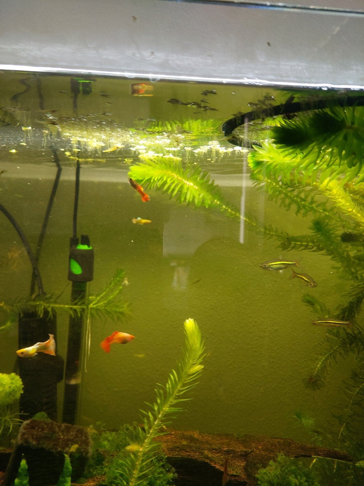Guppy, Ophalen of Verzenden
