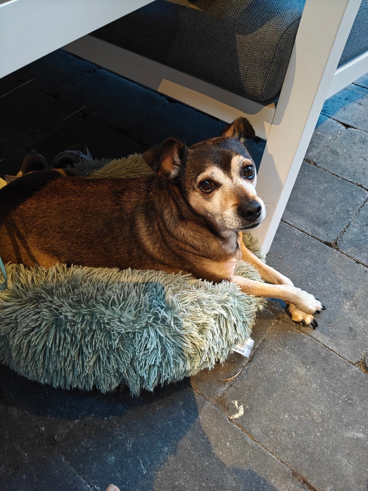 dwerg pincher 10 jaar, 6 jaar of ouder, Reu, Eén hond, Nederland
