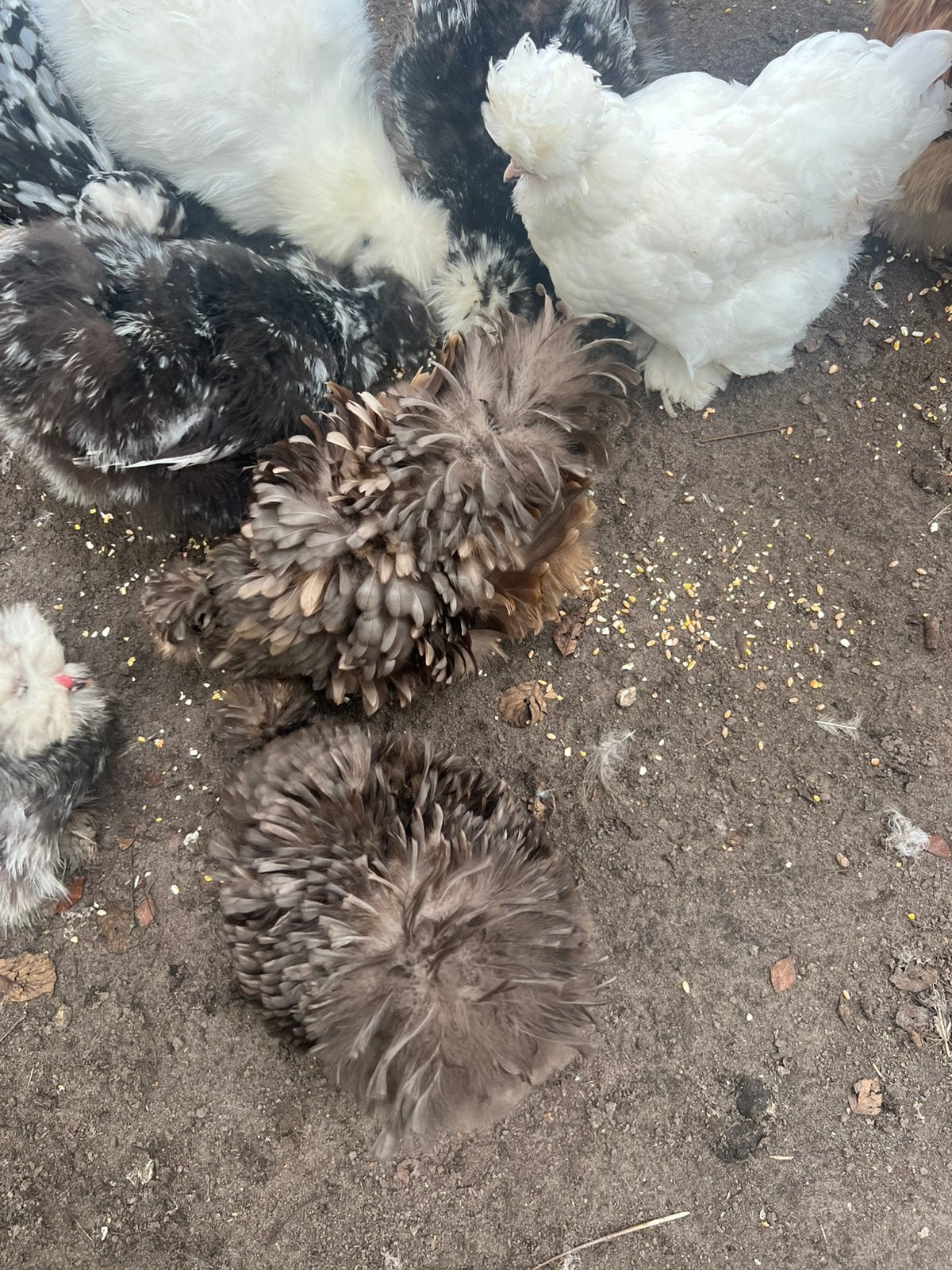 Drie prachtige choco gladkrul usa zijdehoen(der) hennen, Dieren en Toebehoren, Vrouwelijk, Kip