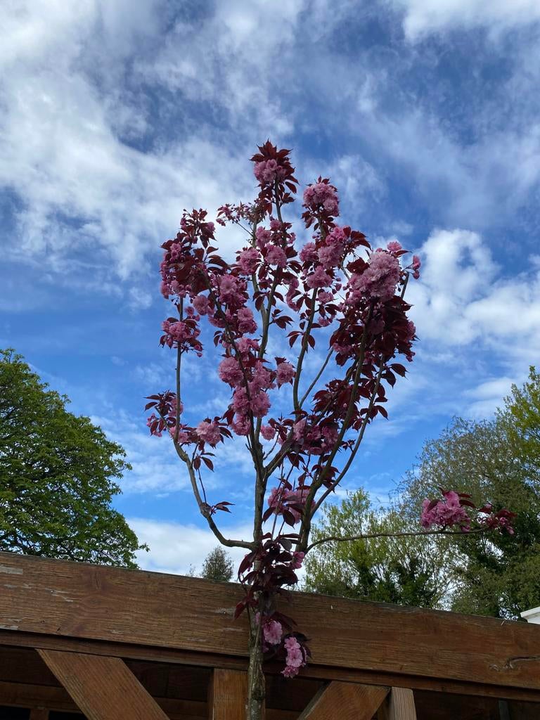 Leibomen-Leilinde-Leilaurier-Dakplataan-Dakamberbomen, Ophalen, Gehele jaar, Volle zon