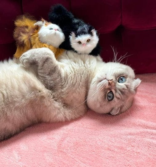 Liefdevol thuis gezocht voor Pippi-  ter adoptie, Dieren en Toebehoren, Katten en Kittens | Overige Katten, Kater, Kortharig, 6 jaar of ouder