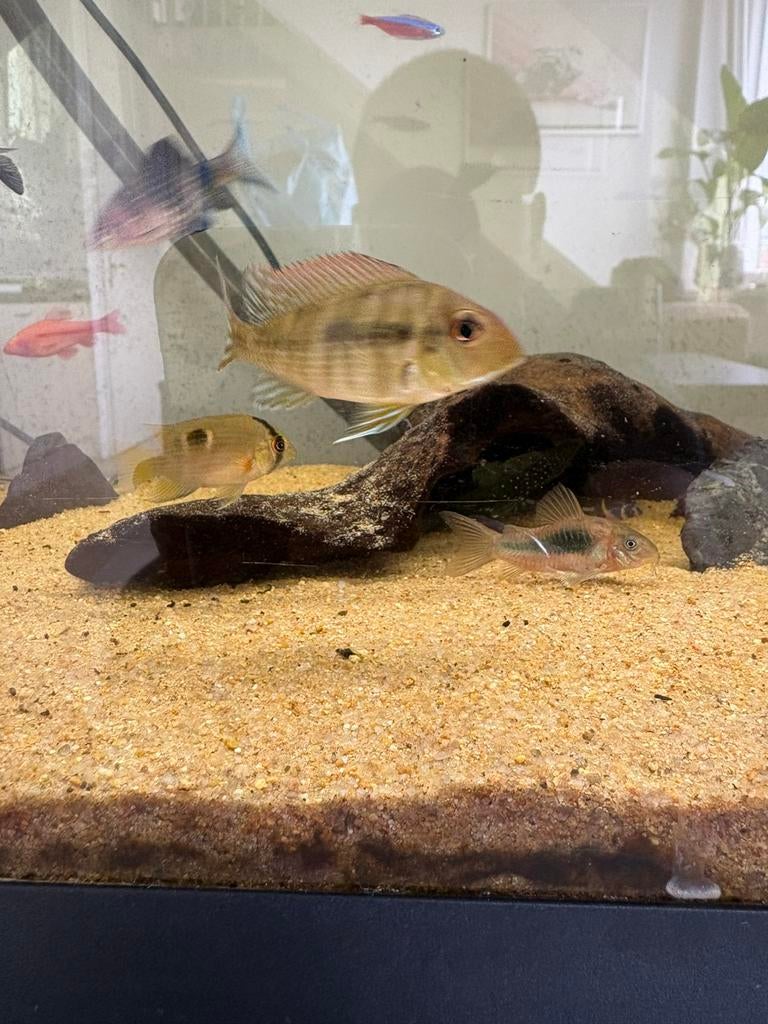 Geophagus tapajos pair, Vis