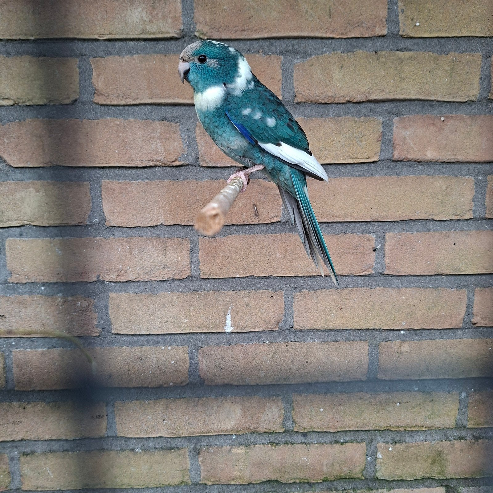 Kakariki, Mannelijk, Parkiet, Geringd