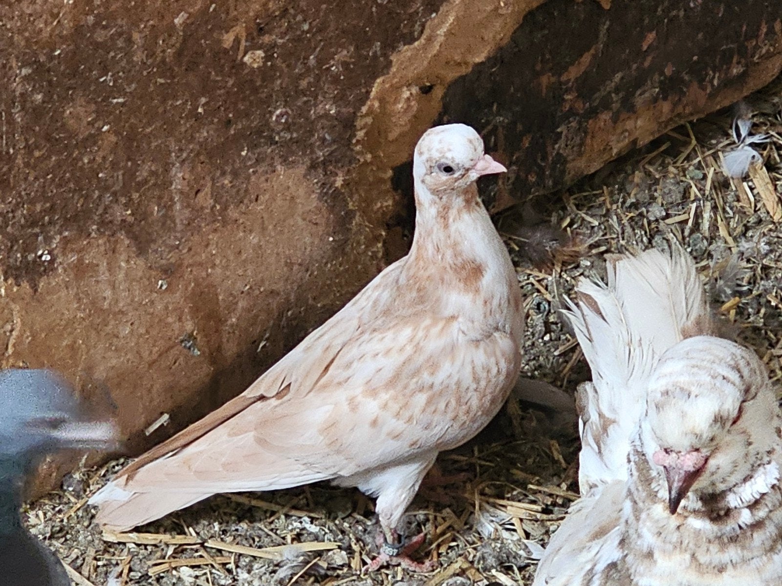 Portugese tuimelaars, Meerdere dieren, Tuimelaar of Roller