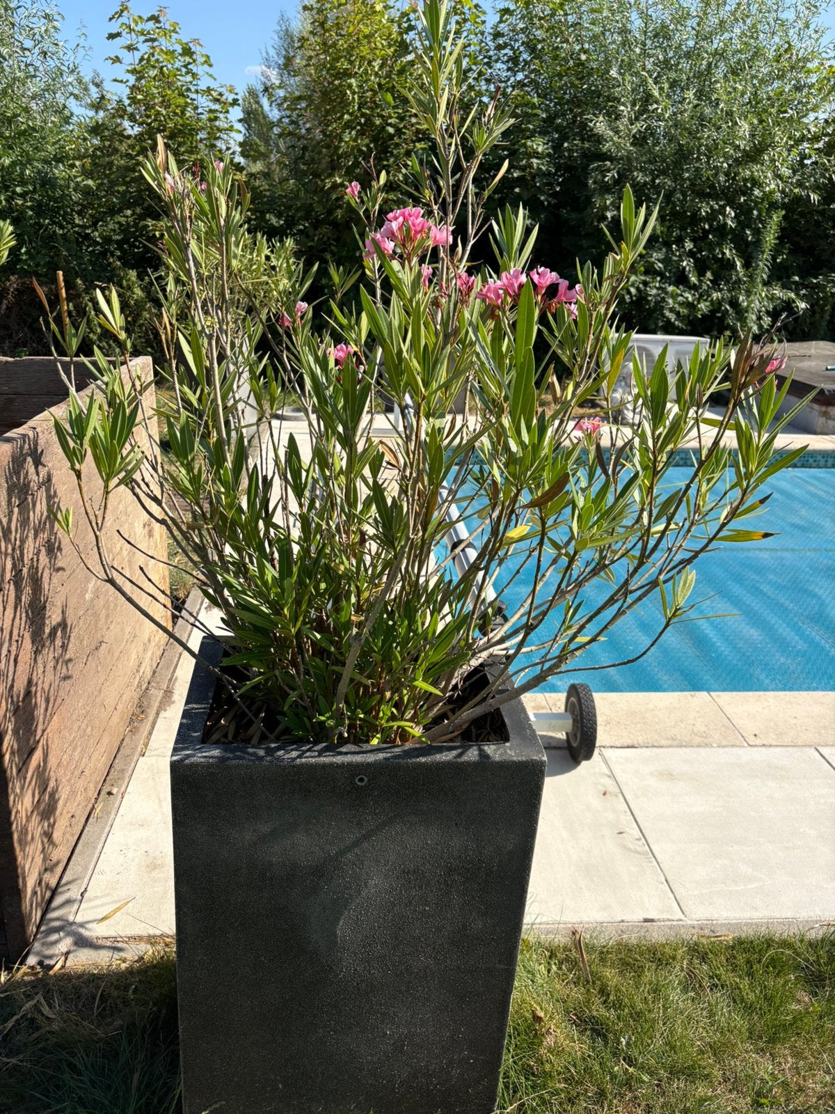 Plantenbak kunstof met Oleander, Ophalen, Kunststof, Gebruikt, Minder dan 60 cm