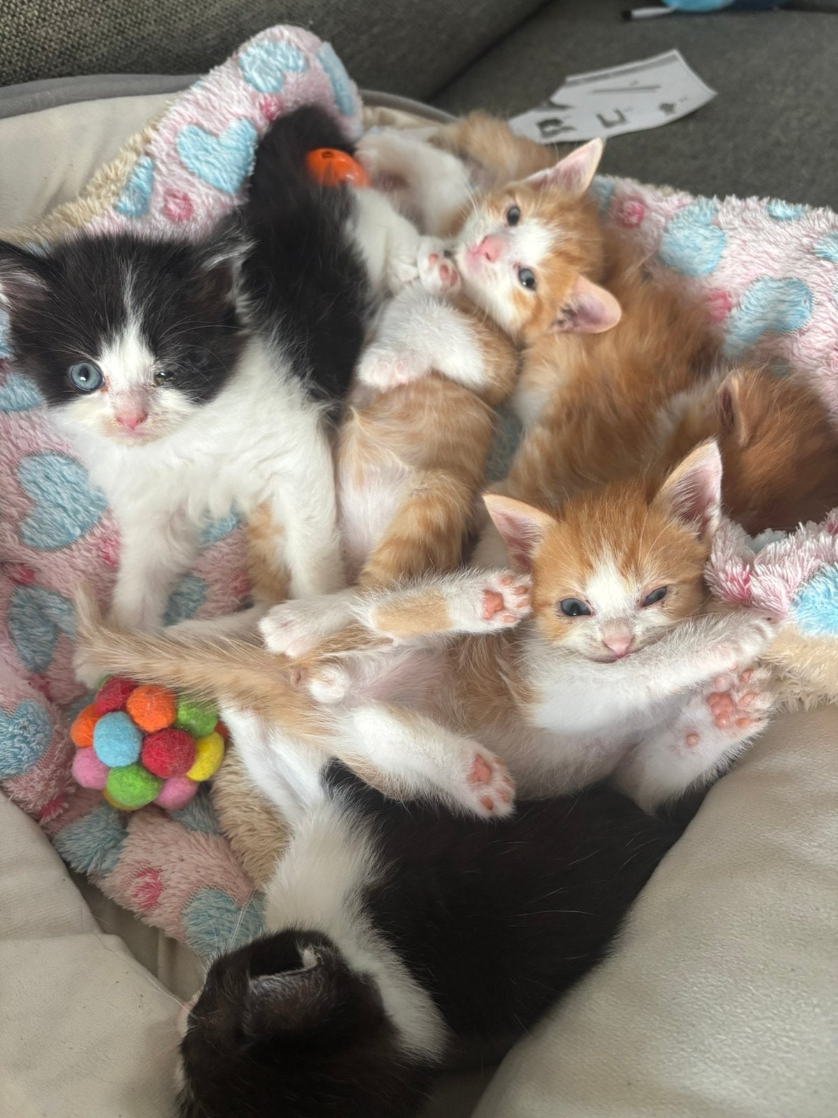 Super lieve kruising brits korthaar kittens, Dieren en Toebehoren, Katten en Kittens | Raskatten | Korthaar, Meerdere dieren, Gechipt