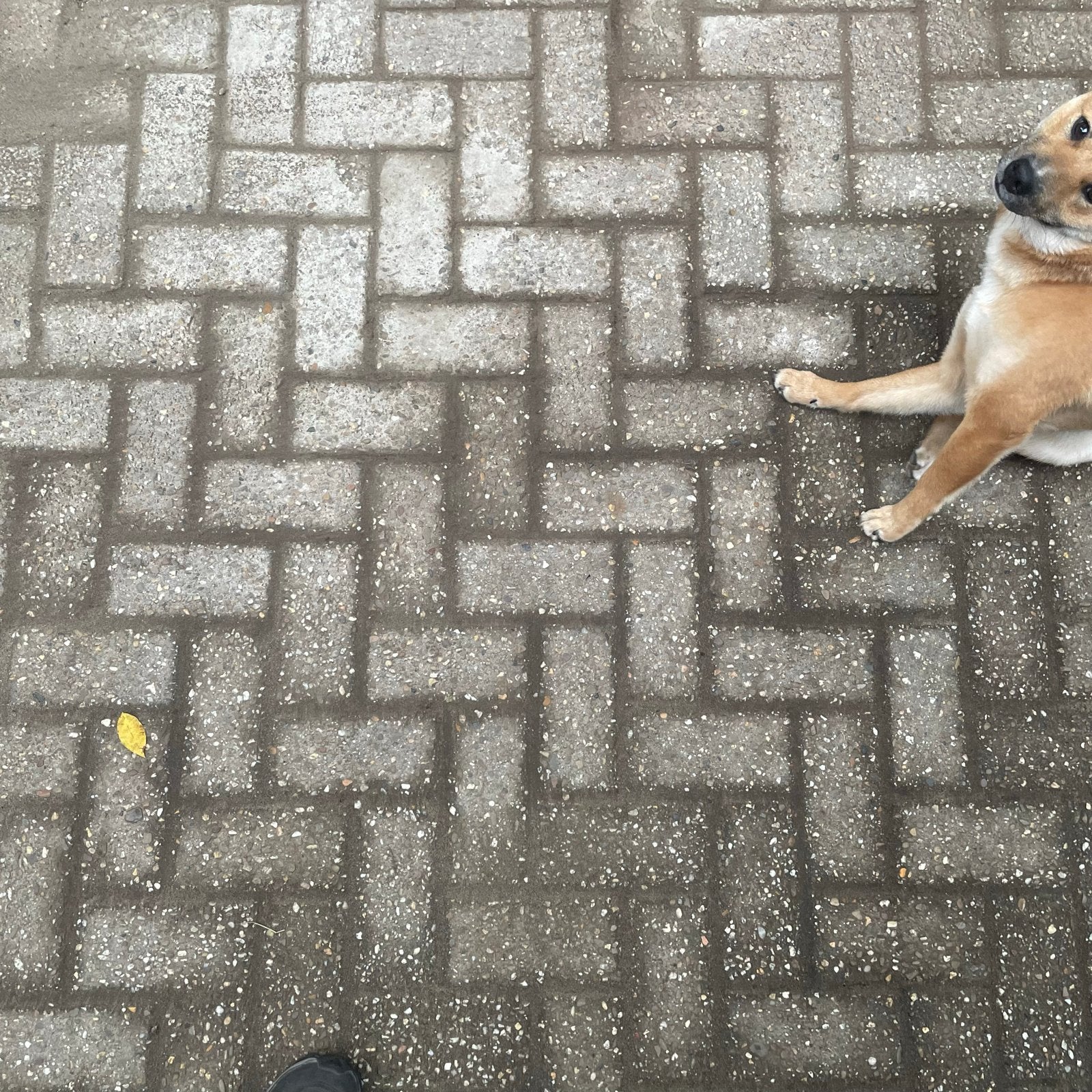 Klinkers Antraciet fijn 21x10.5x7cm - ruim 13m2, Tuin en Terras, Ophalen, Gebruikt, Klinkers, 10 m² of meer
