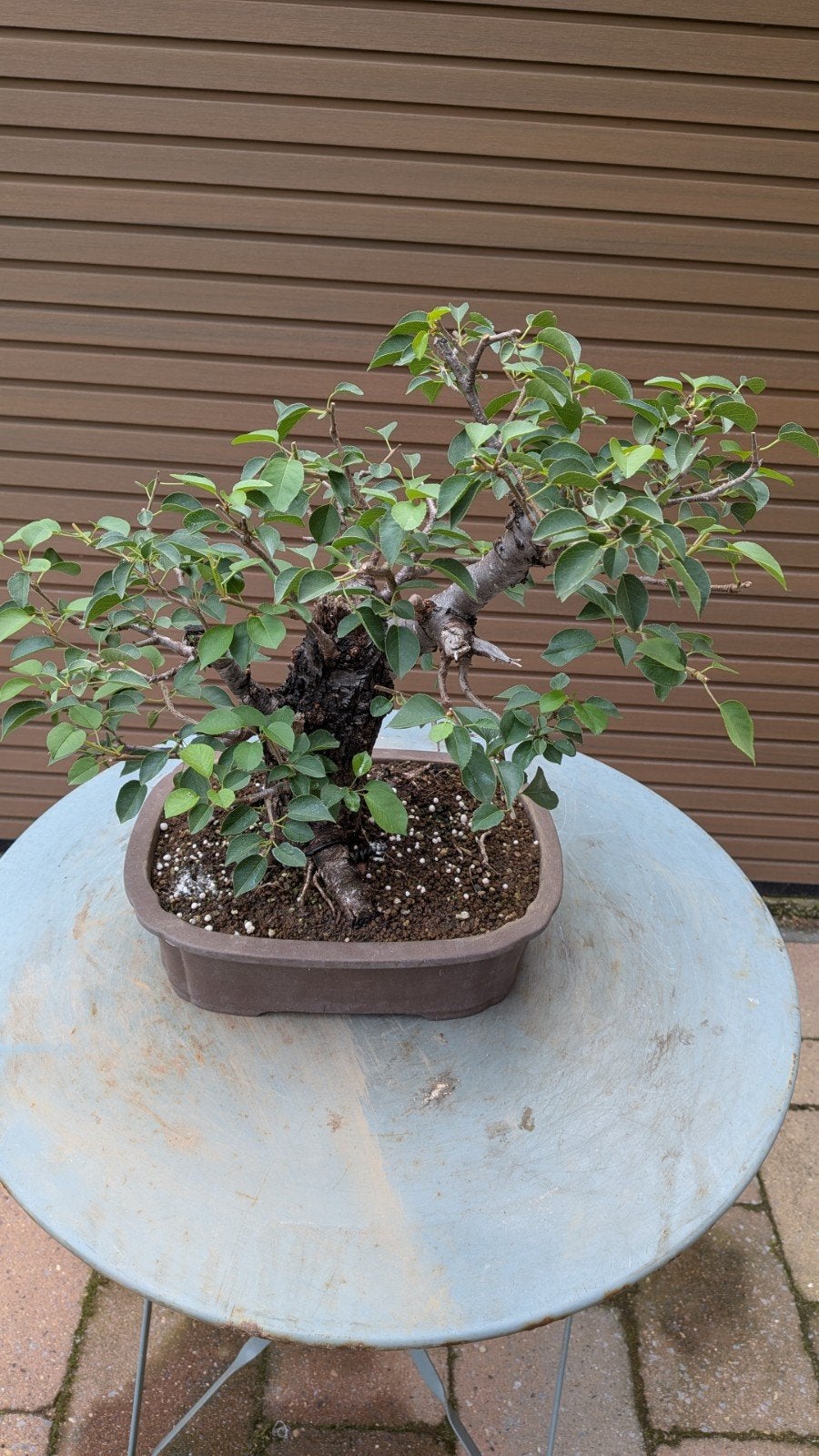 Bonsai wilde kers, Ophalen, Overige soorten, Halfschaduw