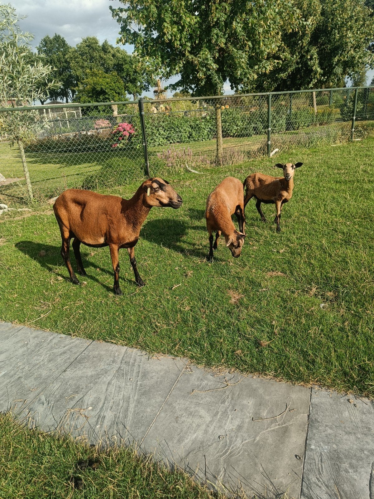 Barbados blackbelly, Dieren en Toebehoren, Mannelijk, Schaap