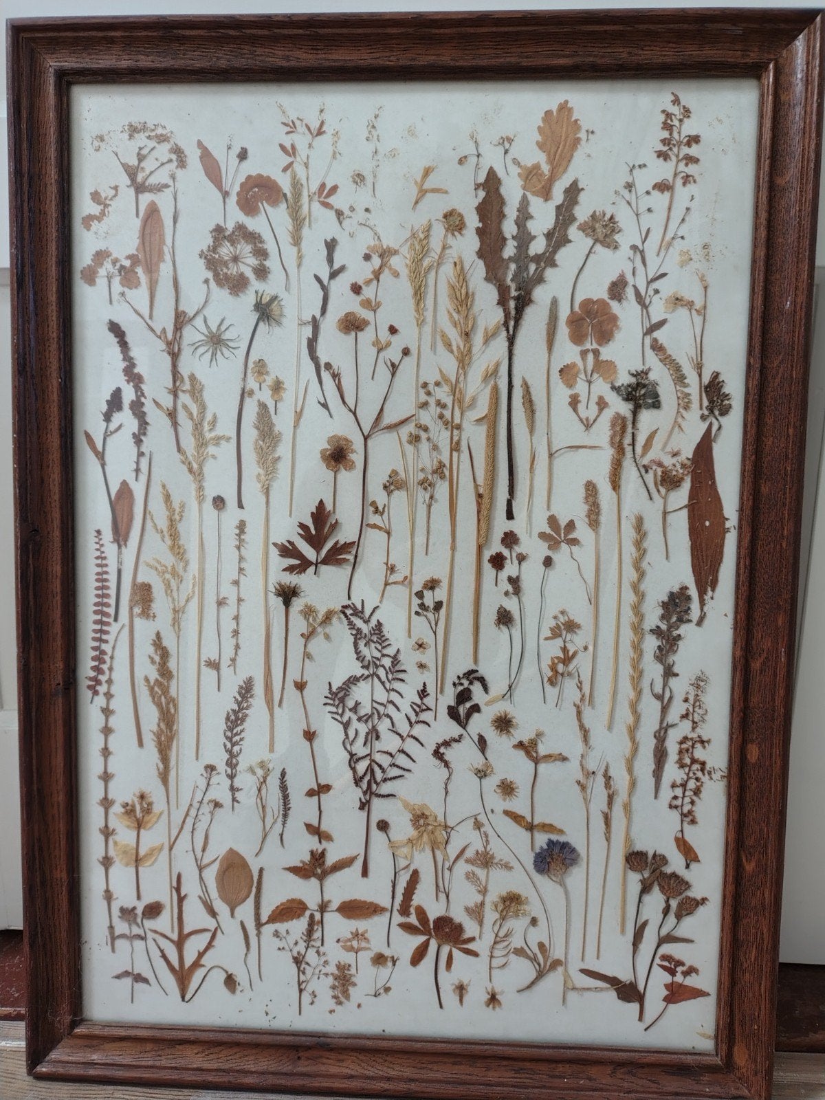 Vintage Herbarium Lijst met Gedroogde Bloemen en Planten, Ophalen, 50 – 75, Gebruikt, Overige typen