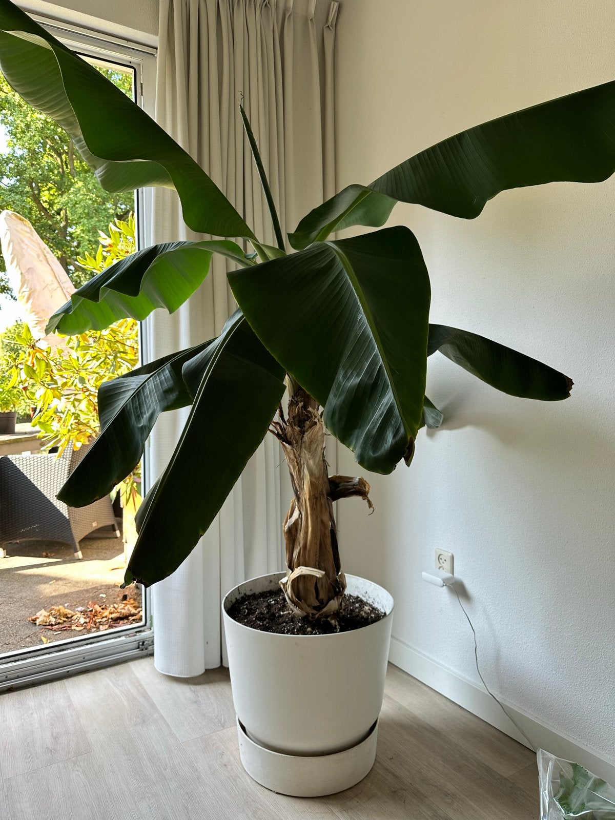 Bananenplant (Musa Basjoo) - Tropische sfeer in huis of tuin, Volle zon, Vaste plant, Zomer, Ophalen
