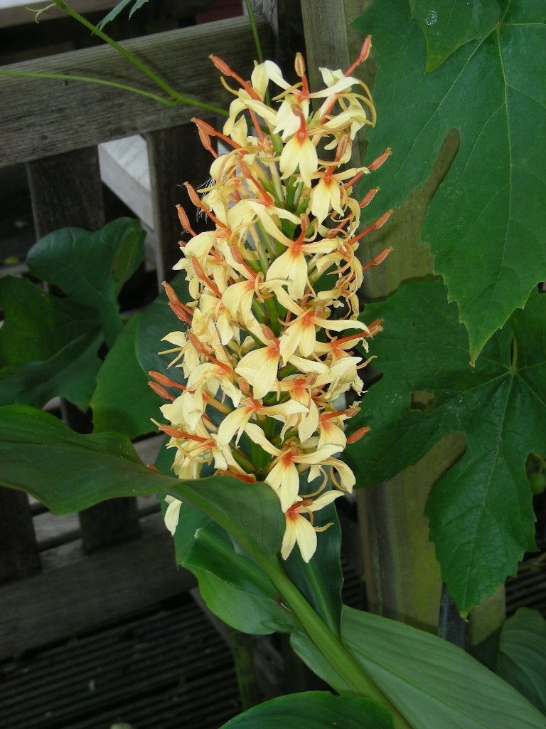 groot assortiment tuin planten vijver jungletuin exotisch, Tuin en Terras, Planten | Tuinplanten, Ophalen, Overige soorten, Halfschaduw