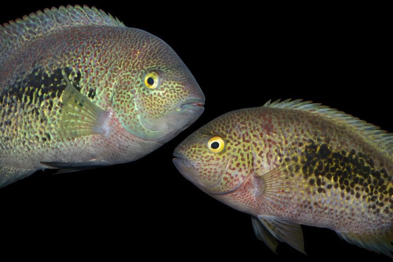 Trio Vieja hartwegi Midden Amerikaanse Cichlide, Dieren en Toebehoren, Vissen | Aquariumvissen, Vis