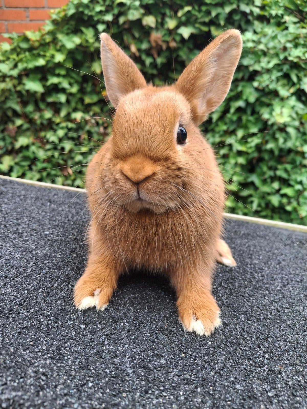 Lieverd zoekt nieuw huisje, Vrouwelijk, Dwerg, 0 tot 2 jaar