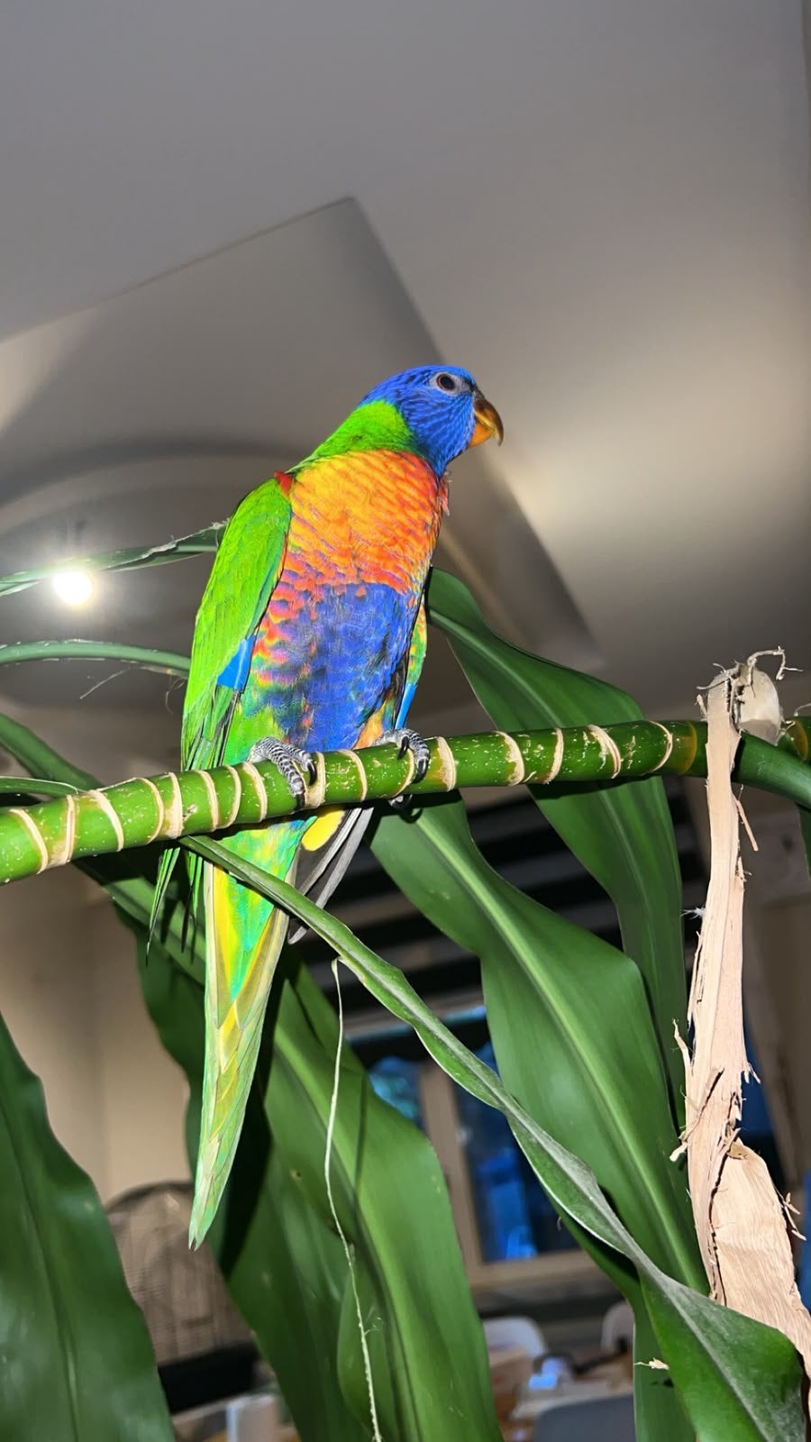 Lori van de blauwe bergen papegaai 13 WEKEN OUD!!! Super TAM, Dieren en Toebehoren, Vogels | Parkieten en Papegaaien, Geslacht onbekend