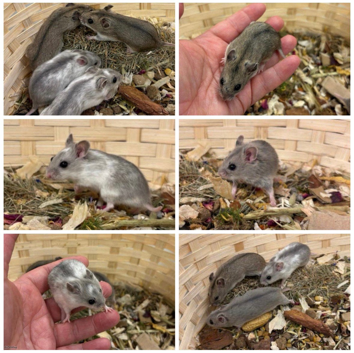 Jonge lieve CHINESE DWERGHAMSTERS ( direct van de fokker), Dieren en Toebehoren, Knaagdieren, Hamster, Vrouwelijk, Mei, Tam
