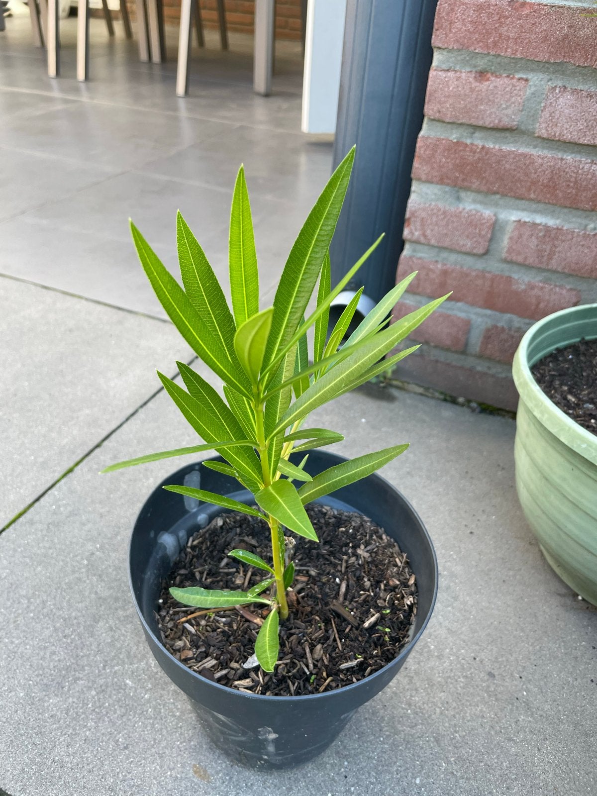 Jonge Oleander plant - Nerium Oleander, Volle zon, Vaste plant, Zomer, Ophalen