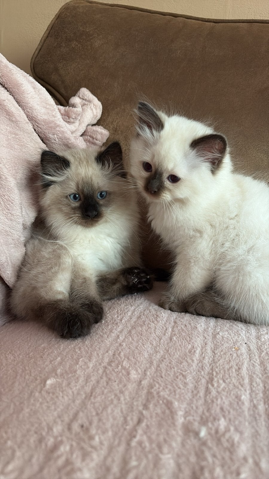 🐾 Nog maar 3 van de 6  mooi Ragdoll kittens beschikbaar!, Meerdere dieren
