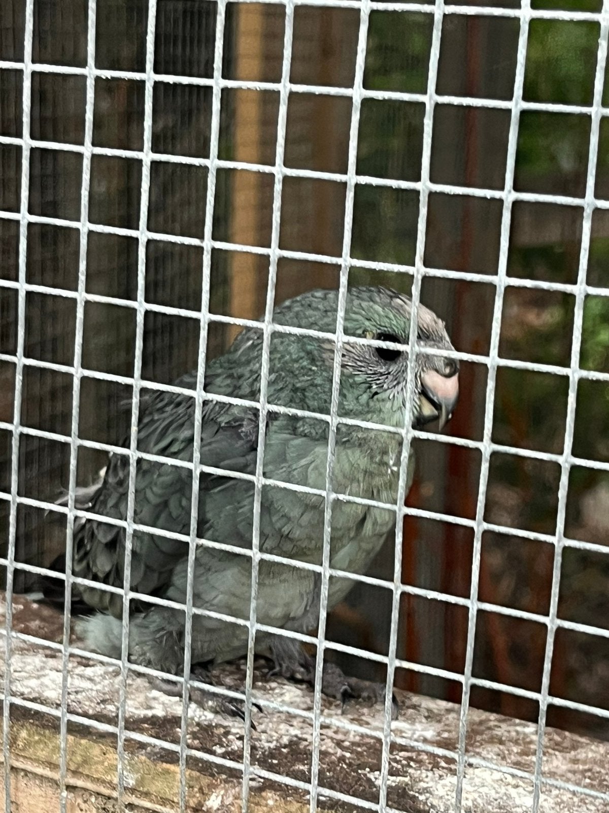 Diverse jonge grijze kakariki,s, Meerdere dieren, Parkiet