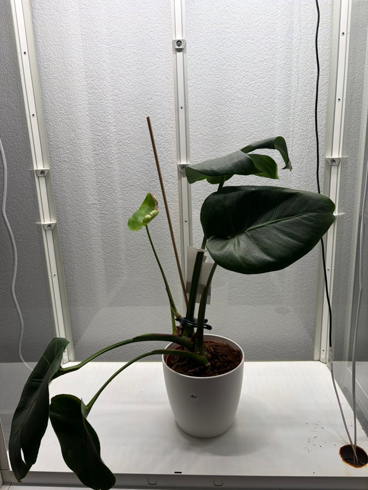 Monstera NoID, Huis en Inrichting, Ophalen of Verzenden, Halfschaduw, Minder dan 100 cm