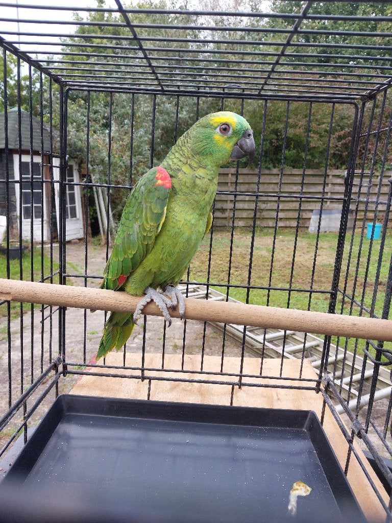 Blauwvoorhoofd amazone, Dieren en Toebehoren, Mannelijk, Papegaai, Geringd