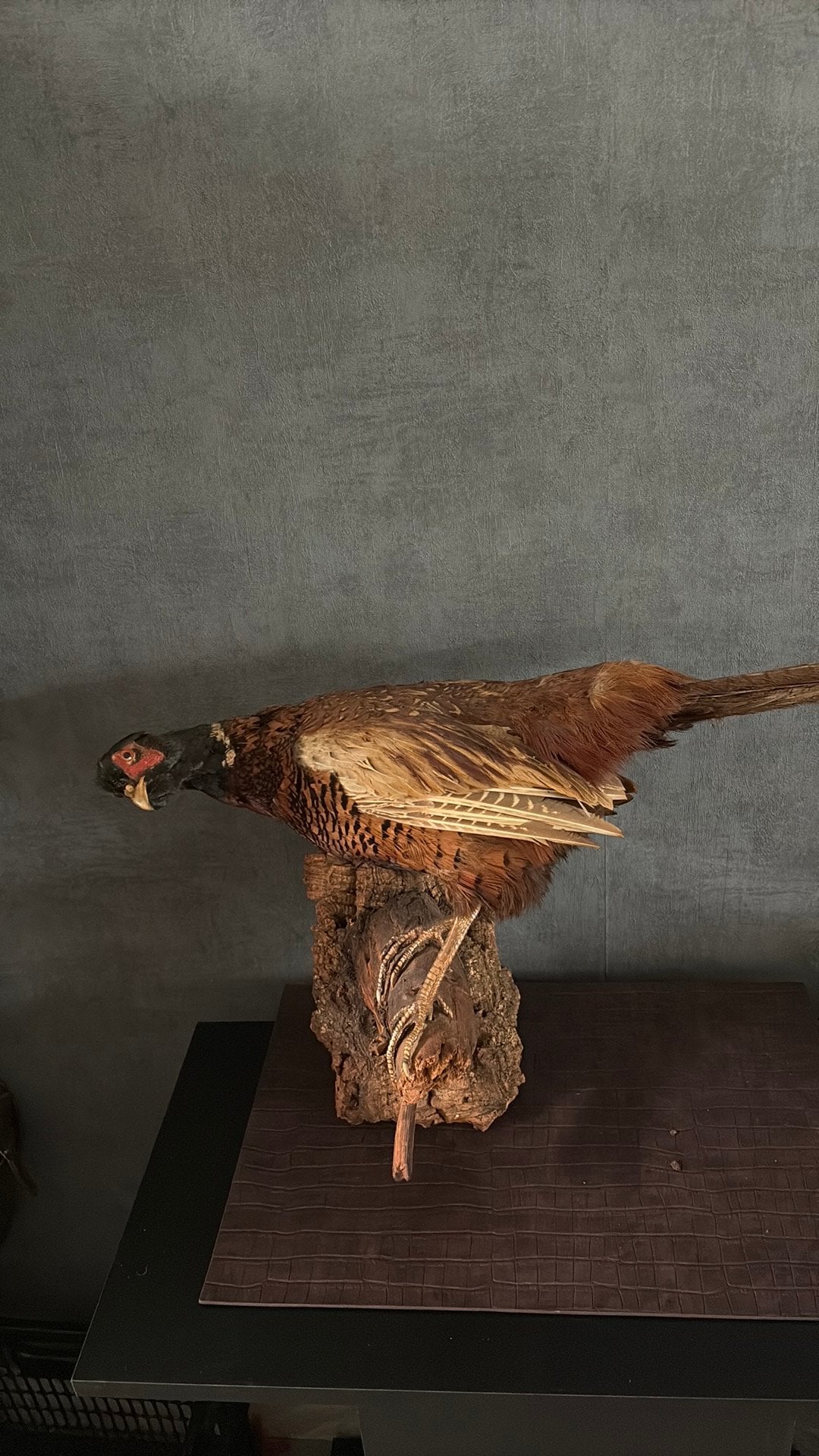 Opgezette fazant, Verzamelen, Ophalen, Zo goed als nieuw, Vogel, Opgezet dier