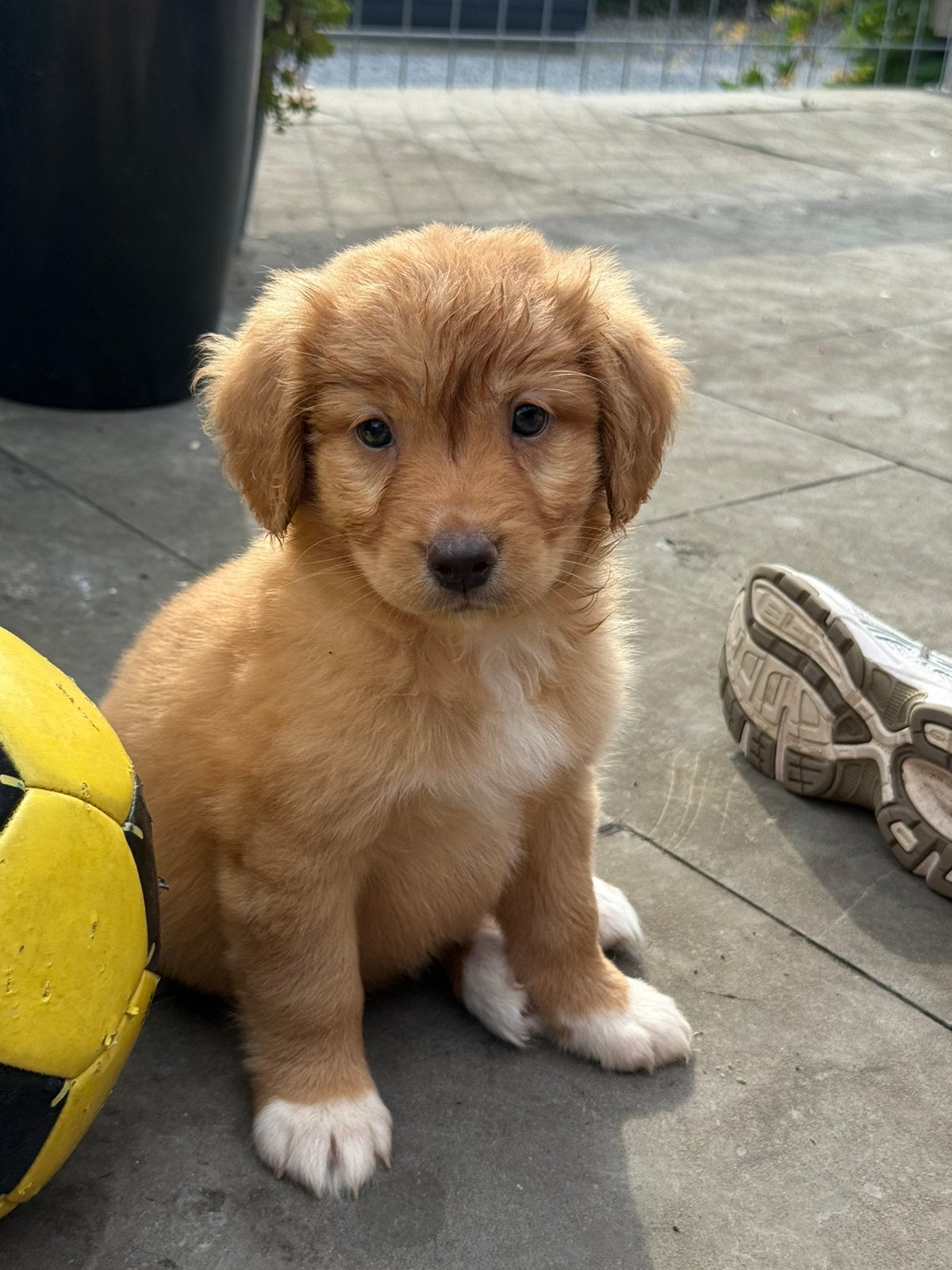 Nova scotia duck tolling retriever, Nederland, Overige rassen, 8 tot 15 weken, Teef