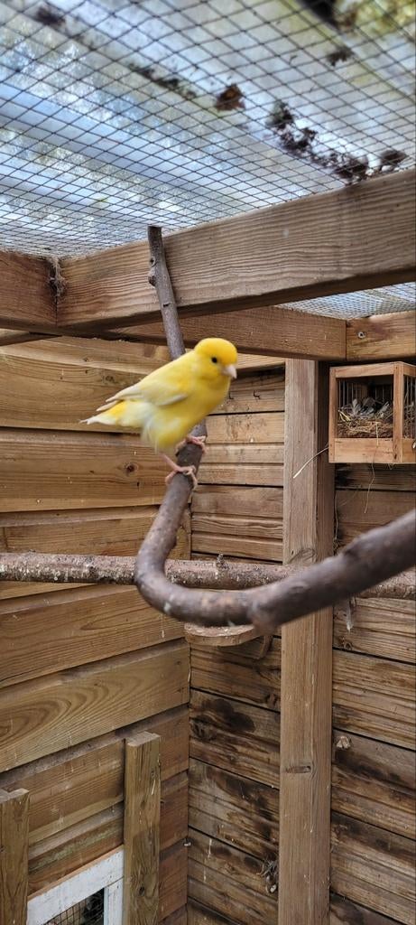 Oranje Kanarie man (2025), Dieren en Toebehoren, Vogels | Kanaries, Mannelijk, Kleurkanarie