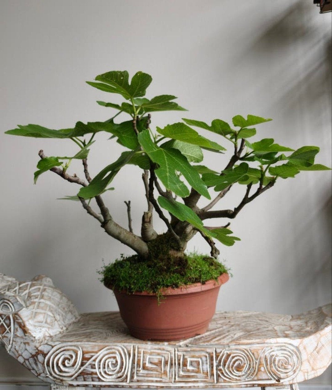 Ficus Carica 'Vijg' bonsai, Bloeit niet, Halfschaduw, Minder dan 100 cm, Overige soorten