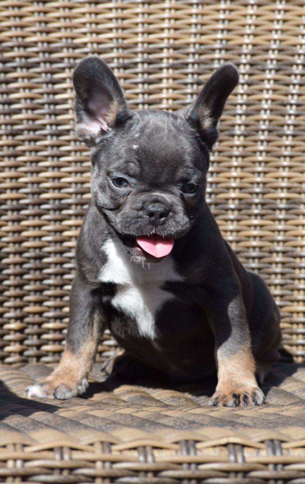 🔥franse bulldog pups🔥op gezondheid gefokt met stamboom, 8 tot 15 weken, Bulldog, Meerdere, Meerdere dieren