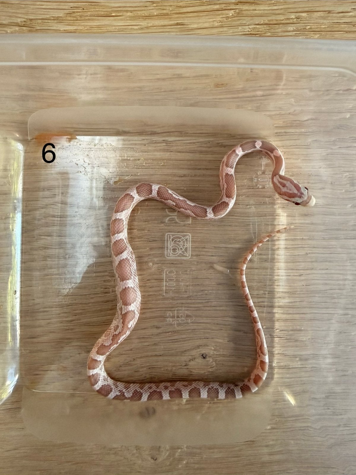 Red Factor - Mimosa rattenslang nk2026 Rat Snake - female for sale from Ermstrang