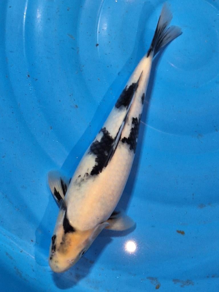 prachtige shiro utsuri, Karper of Koi