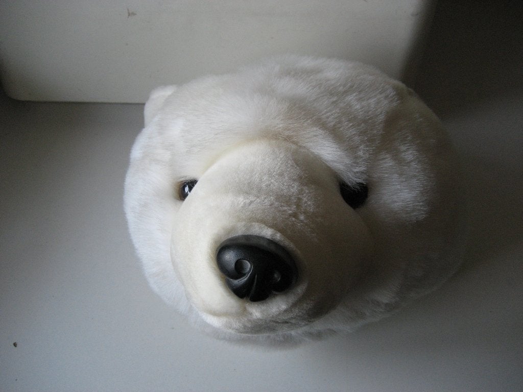 ijsbeer kop knuffel voor aan de wand, Ophalen of Verzenden, Zo goed als nieuw, Overige typen