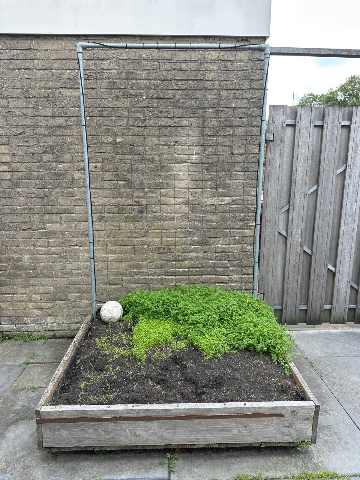 Moestuinbak ( gratis ) tot aanstaande zaterdag 26 september, Ophalen, Gebruikt, Minder dan 30 cm, 100 cm of meer