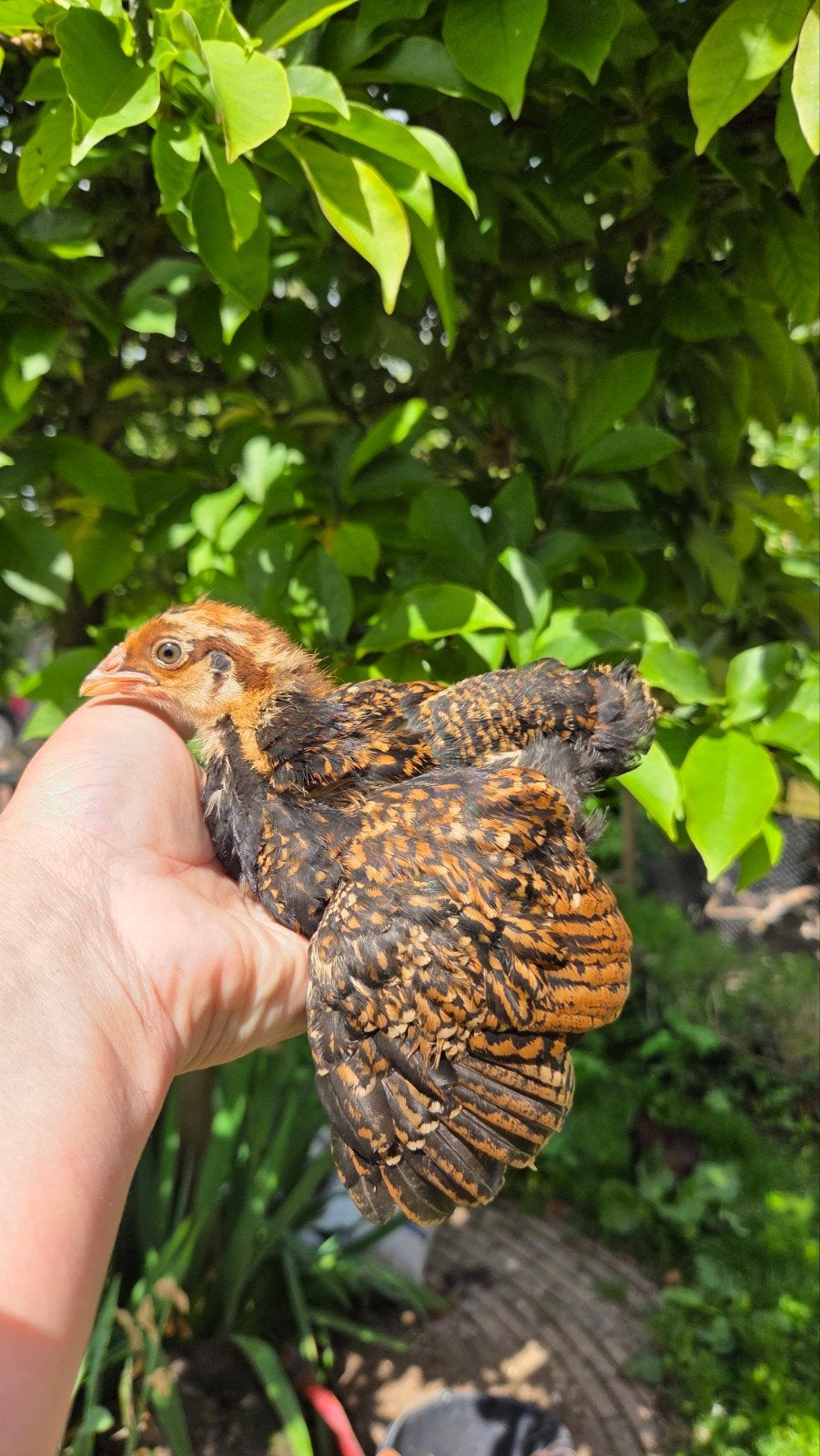 Barnevelder kriel kuikens, Dieren en Toebehoren, Pluimvee, Meerdere dieren, Kip
