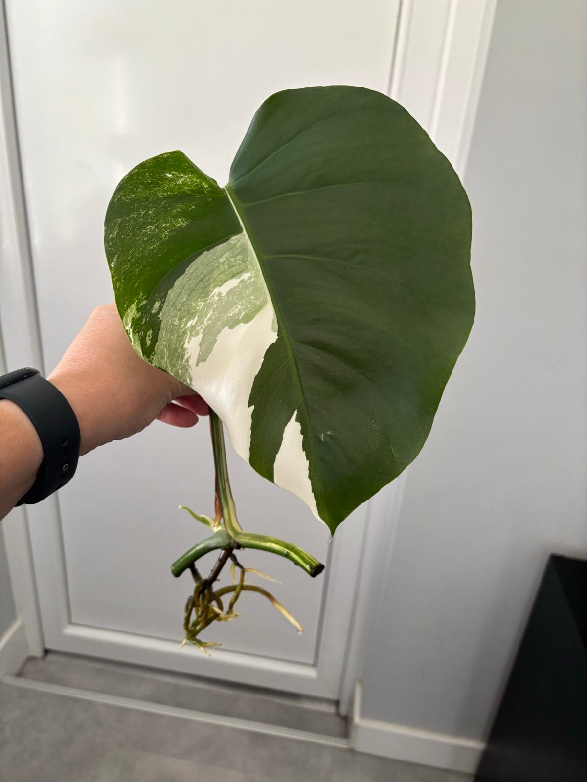 Monstera Variegata gewortelde stek - klaar om te groeien!, Huis en Inrichting, Kamerplanten, Ophalen of Verzenden