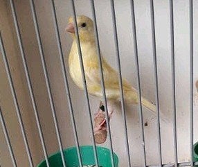 Mooie gele kanaries 2 x., Meerdere dieren, Bastaard